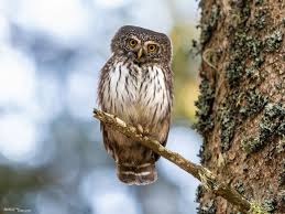 Attēlu rezultāti vaicājumam “Glaucidium passerinum”