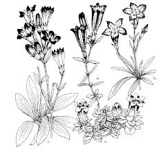 Attēlu rezultāti vaicājumam “Gentiana pneumonanthe leaf”