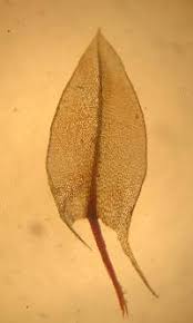 Attēlu rezultāti vaicājumam “Bryum neodamense”