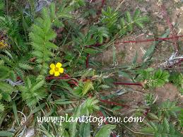 Attēlu rezultāti vaicājumam “Argentina anserina bud”