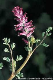 Image result for Fumaria officinalis