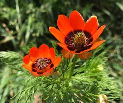 Image result for Adonis aestivalis