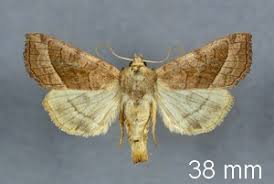 Attēlu rezultāti vaicājumam “Hydraecia micacea”