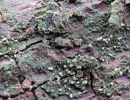 Attēlu rezultāti vaicājumam “Micarea sp.”