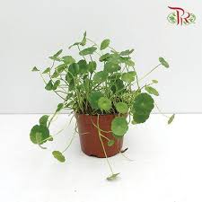 Attēlu rezultāti vaicājumam “Hydrocotyle vulgaris leaf”