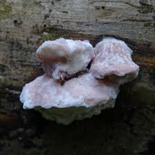 Attēlu rezultāti vaicājumam “Leptoporus mollis”