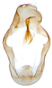 Attēlu rezultāti vaicājumam “Colostygia pectinataria female”