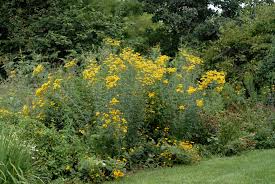 Image result for Coreopsis