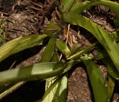 Attēlu rezultāti vaicājumam “Heterotrichia oerstedii (syn. Arcyria oerstedii) sessile”