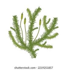 Attēlu rezultāti vaicājumam “Pylaisia polyantha”