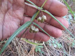 Attēlu rezultāti vaicājumam “Polygonatum verticillatum fruit”