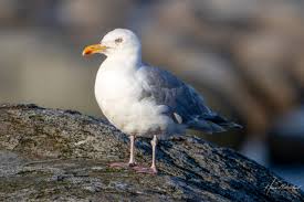 Attēlu rezultāti vaicājumam “Larus argentatus”