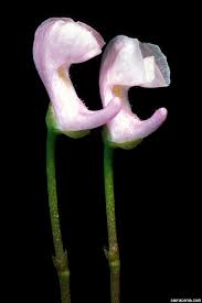 Attēlu rezultāti vaicājumam “Utricularia x neglecta”