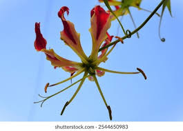 Attēlu rezultāti vaicājumam “Physarum virescens young”