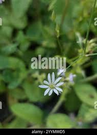 Attēlu rezultāti vaicājumam “Stellaria longifolia flower”