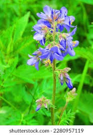 Attēlu rezultāti vaicājumam “Polemonium caeruleum fruit”