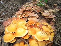 Attēlu rezultāti vaicājumam “Gymnostomum aeruginosum”