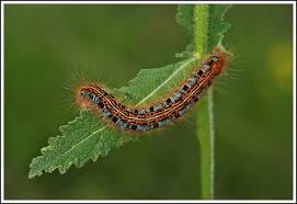 Attēlu rezultāti vaicājumam “Malacosoma castrensis larva”