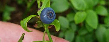 Attēlu rezultāti vaicājumam “Vaccinium myrtillus leaf”