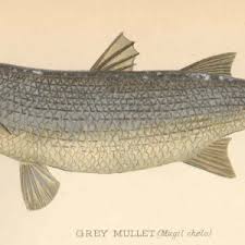 Image result for Chelon richardsonii