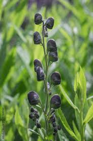 Attēlu rezultāti vaicājumam “Aconitum napellus bud”