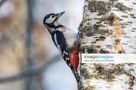 Attēlu rezultāti vaicājumam “Dendrocopos major female”