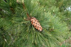 Attēlu rezultāti vaicājumam “Pinus peuce”