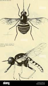 Attēlu rezultāti vaicājumam “Bombyliidae”