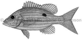 Image result for Lutjanus synagris