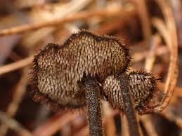 Attēlu rezultāti vaicājumam “Physarum auriscalpium”