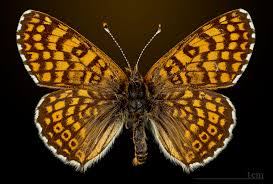 Attēlu rezultāti vaicājumam “Melitaea cinxia underside”