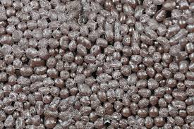 Attēlu rezultāti vaicājumam “Tubifera ferruginosa (subsp. ferruginosa) sessile”