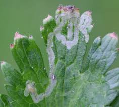 Attēlu rezultāti vaicājumam “Phytomyza ranunculi”