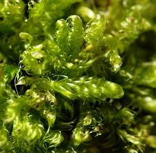 Attēlu rezultāti vaicājumam “Hypnum pallescens”