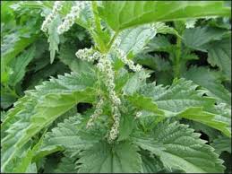 Attēlu rezultāti vaicājumam “Urtica dioica leaf”