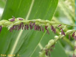 Attēlu rezultāti vaicājumam “Zea mays male flower”