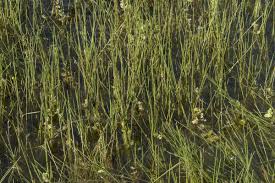 Attēlu rezultāti vaicājumam “Eleocharis uniglumis fruit”