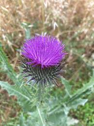 Image result for Onopordum acanthium