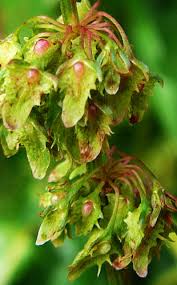Attēlu rezultāti vaicājumam “Rumex obtusifolius flower”
