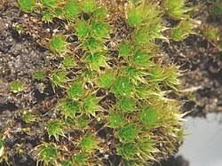 Attēlu rezultāti vaicājumam “Bryum caespiticium sporophyte”