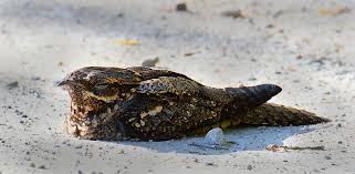 Image result for Caprimulgus ruficollis