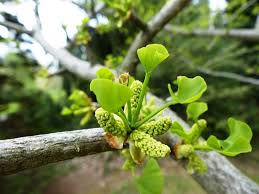 Attēlu rezultāti vaicājumam “Ginkgo biloba female flower”