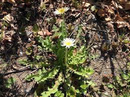 Attēlu rezultāti vaicājumam “Taraxacum”
