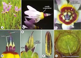Attēlu rezultāti vaicājumam “Primulaceae”