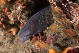 Image result for Muraena helena