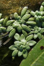 Attēlu rezultāti vaicājumam “Callitriche cophocarpa”