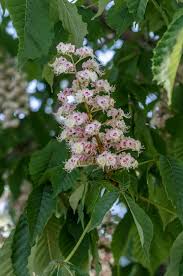 Attēlu rezultāti vaicājumam “Aesculus hippocastanum flower”