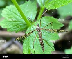 Attēlu rezultāti vaicājumam “Epiphragma ocellare”
