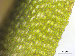 Attēlu rezultāti vaicājumam “Meesia triquetra”