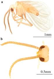 Attēlu rezultāti vaicājumam “Coniopterygidae”